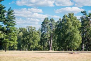forest during the day