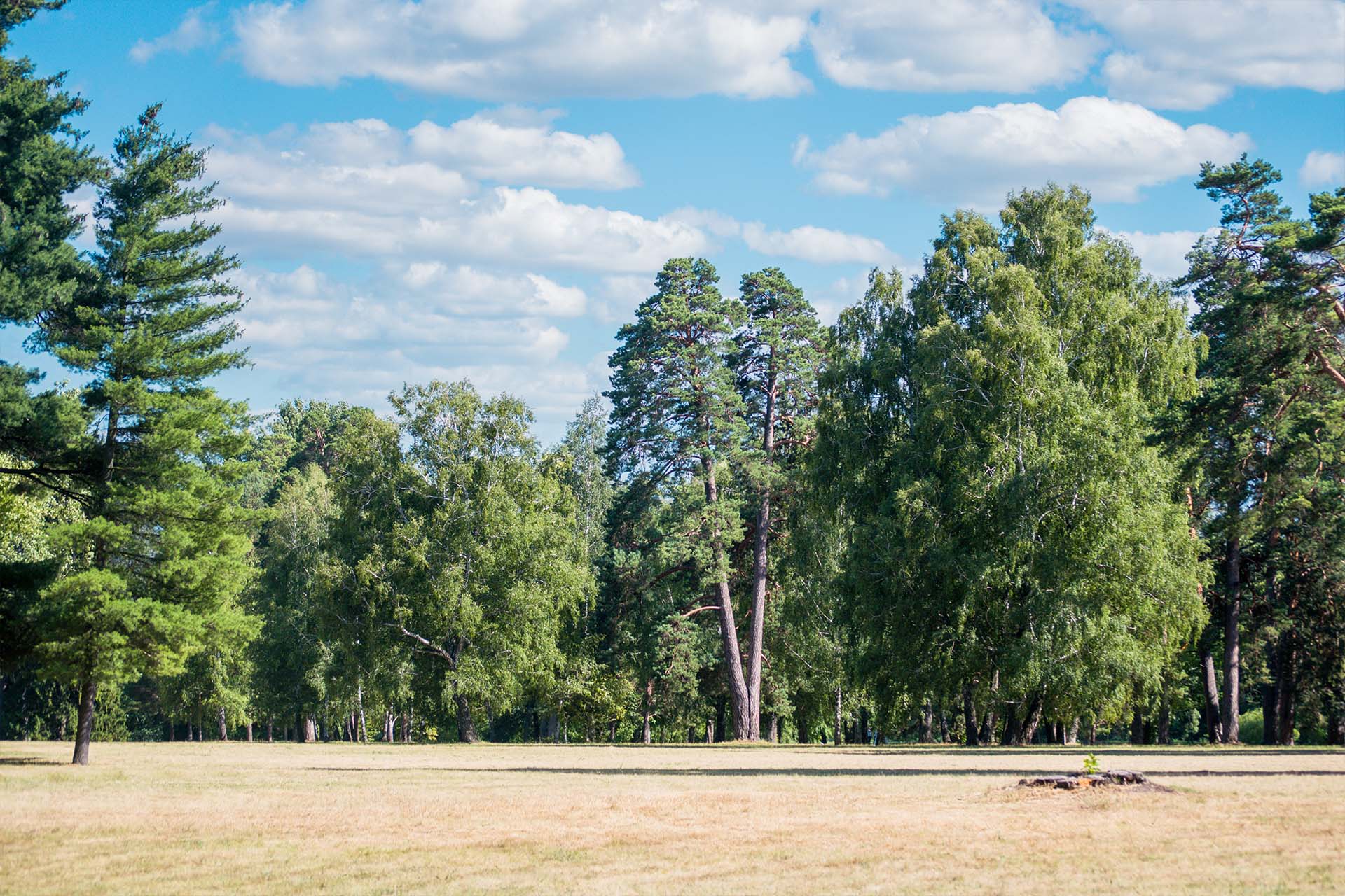 forest during the day
